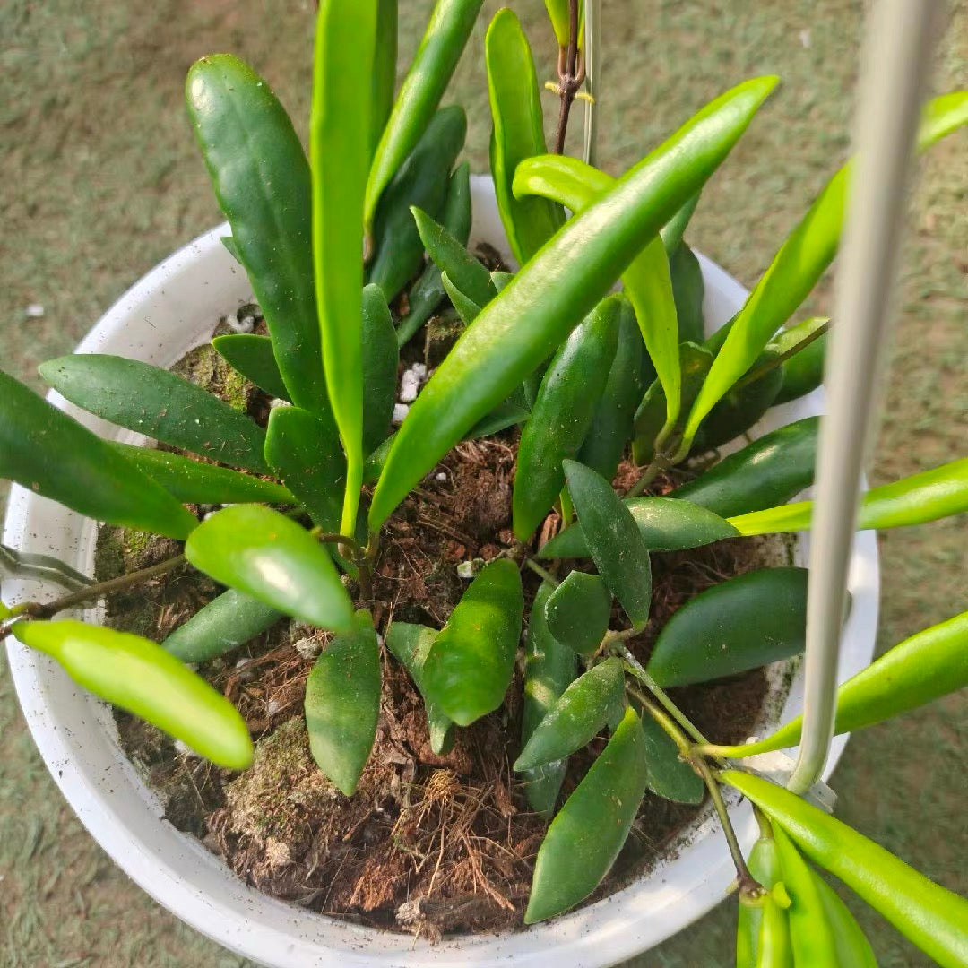 Hoya cutis porcelana for Sale | My Home Nature