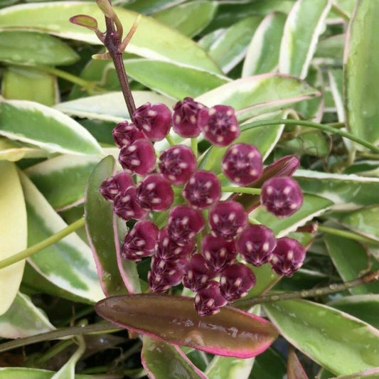 Hoya cutis porcelana for Sale