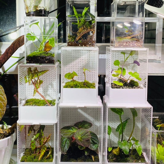 Rainforest terrarium project: Live Moss Wall Iregular Terrarium Building  Kit with matching LED Grow Light and Base