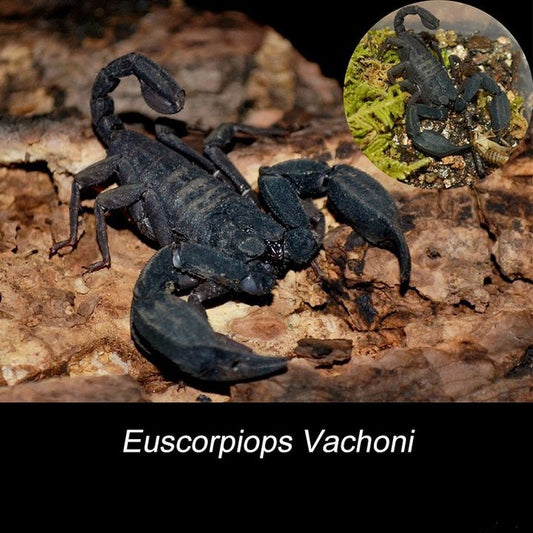 Malaysian Forest Scorpion (Heterometrus spinifer) for Sale