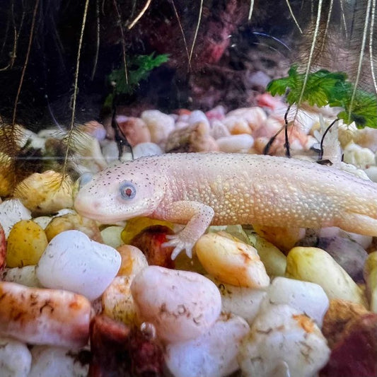 Paddletail Newts (Pachytriton labiatus) for Sale