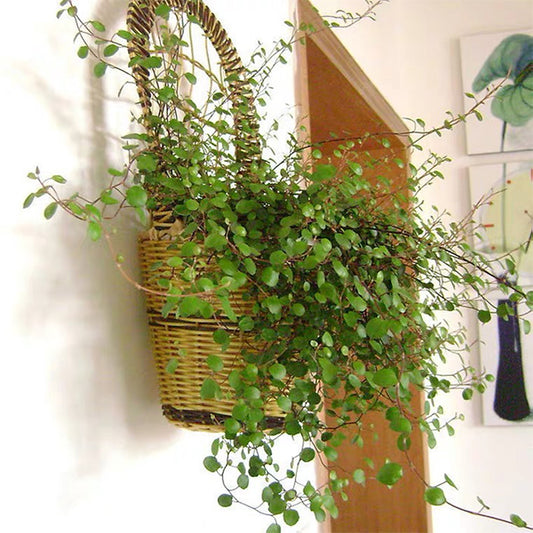 Muehlenbeckia complexa - Maidenhair Vine (3.5 Pot)