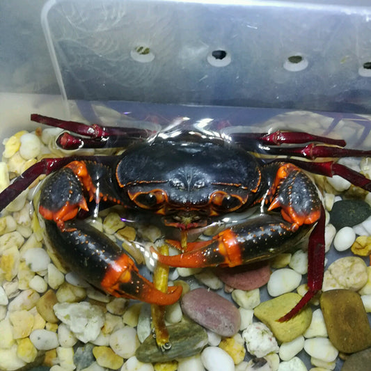 Cardisoma armatum (crabe tricolore)
