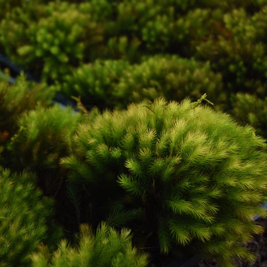 Fresh Sphagnum Moss (Sphagnum palustre)