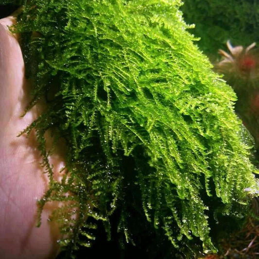 Fresh Sphagnum Moss (Sphagnum palustre)