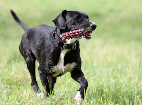 black jack russell, Black Jack Russell Terrier