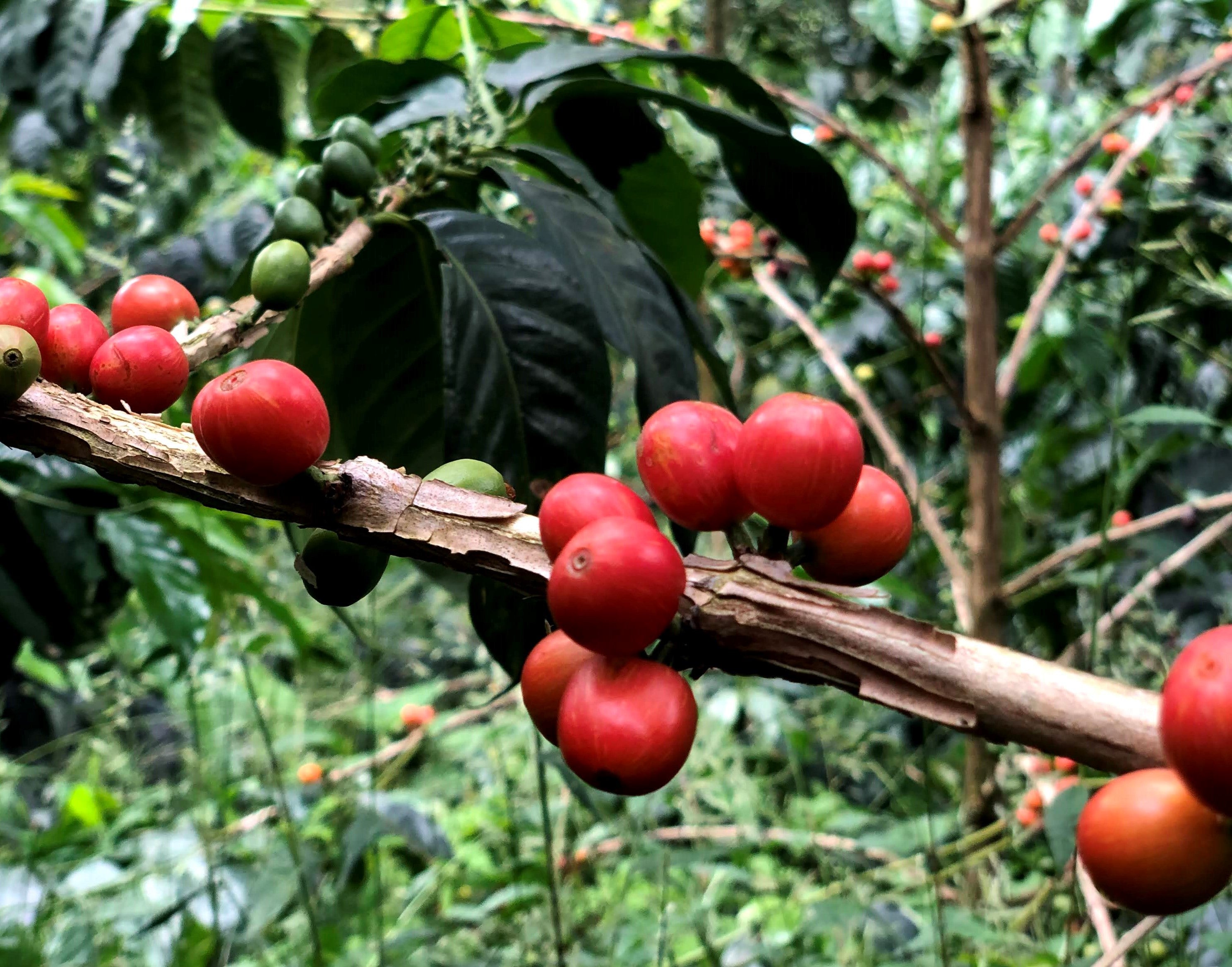 Pink Bourbon cherries at El Fénix