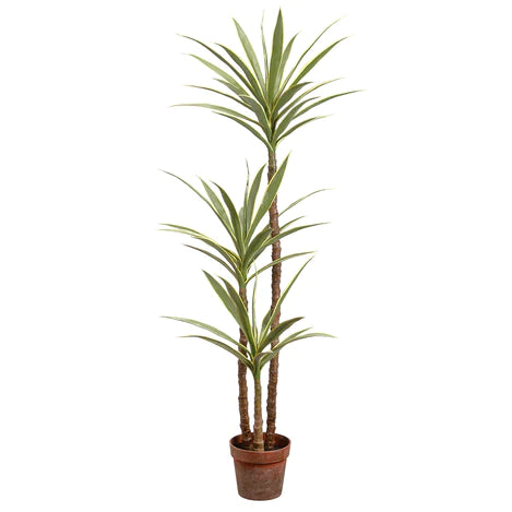 Yucca Floor Plant