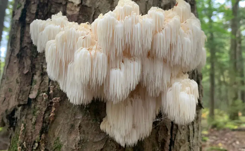 Lions Mane mushroom