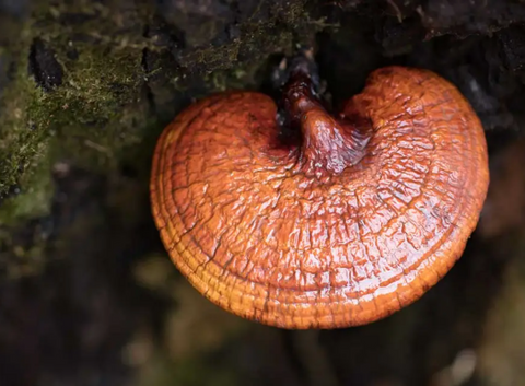 Picture of Red Reishi on a tree