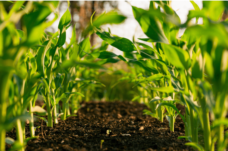 Plants being grown in soil