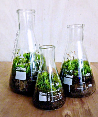 Conical science flasks as terrariums at The Corner Booth