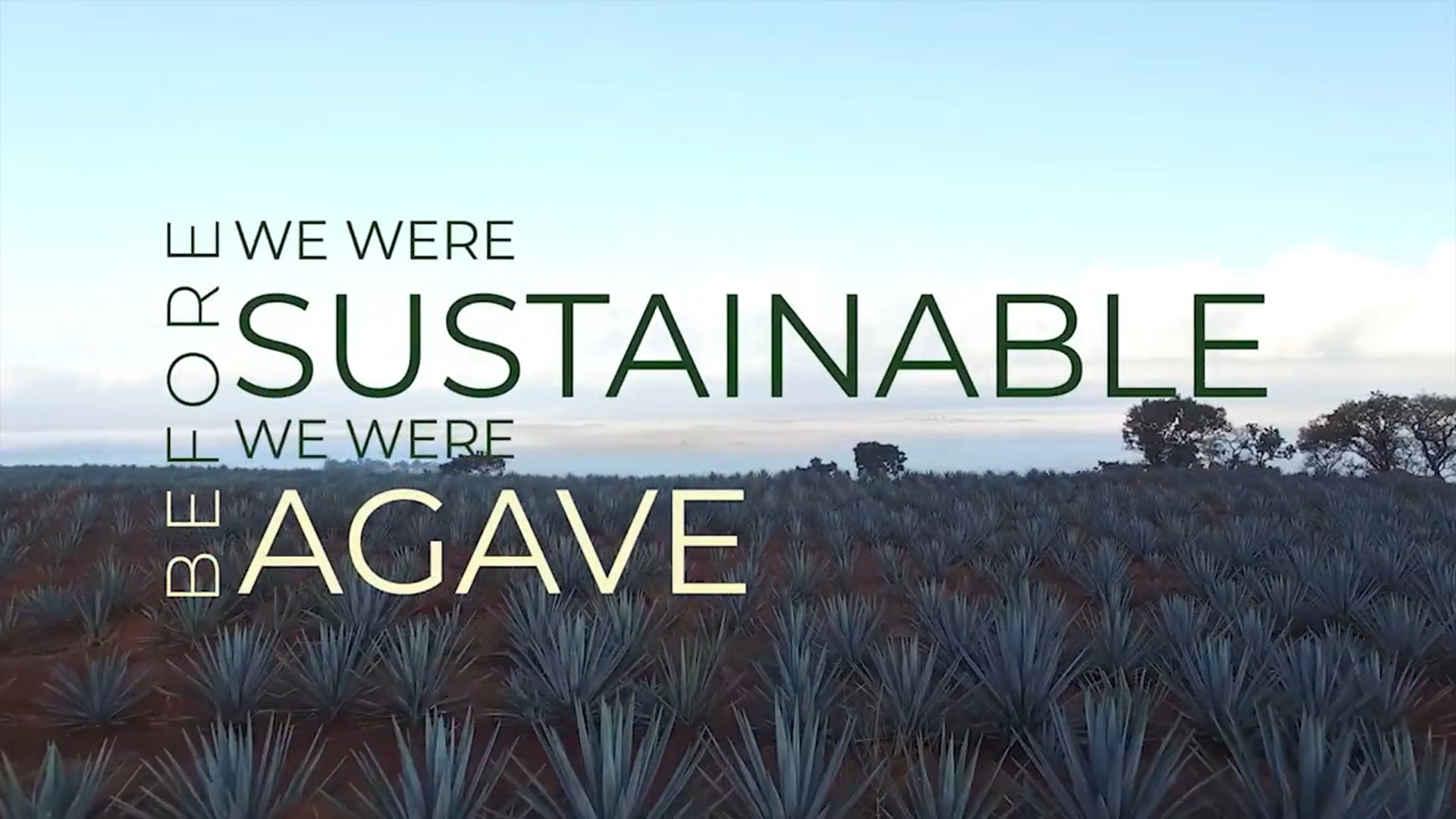 Sugar Cane Portion Cup (Ramekin) – Sustainable Agave Ltd