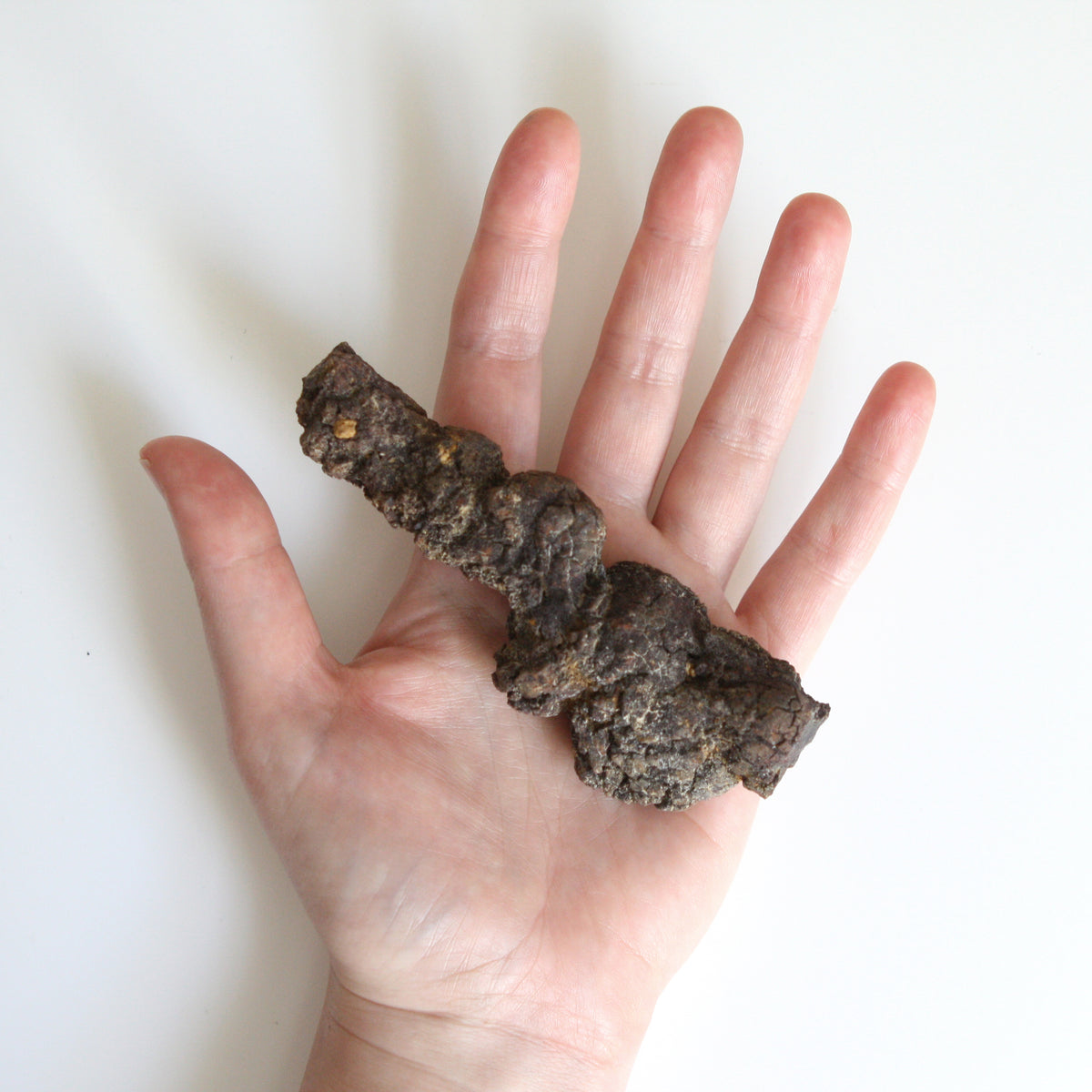 Coprolite: My #2 Favorite Fossil* – Powers