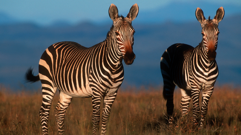 Zebre dans la savane pour les animaux du monde