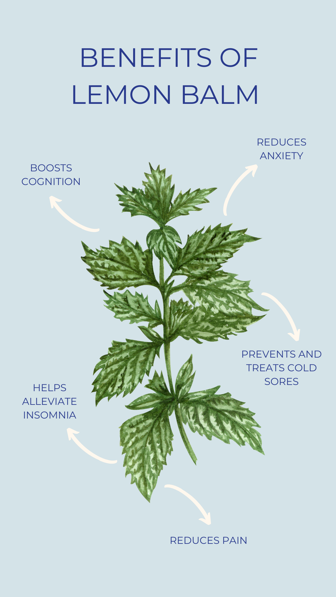 Lemon Balm Benefits for the Body and Mind
