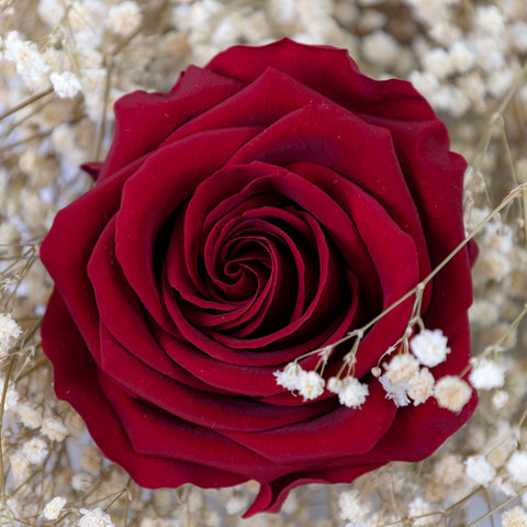A preserved red rose head nestled on a bed of preserved white gypsophila.