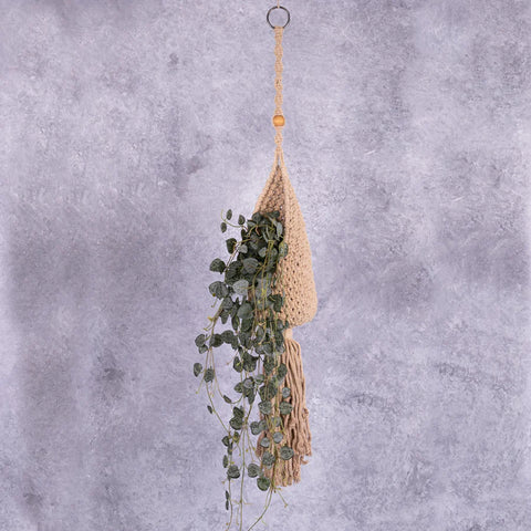 Ceropegia or String of Hearts in a macrame hanger.