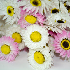 Mixed pink and white acrolinium flowers