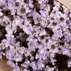 Dried Ixodia, Lilac, 50cm, 10 stem bunch.