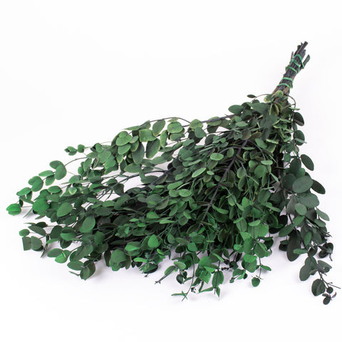 This image shows a bunch of eucalyptus gunni green, against a white background