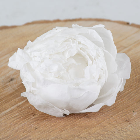 Peony Heads Preserved, White, Box x 3