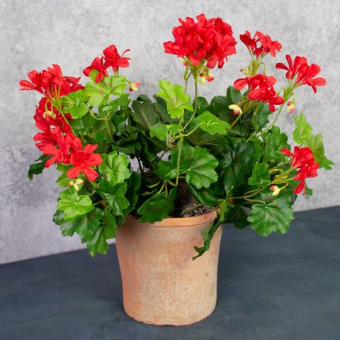 Geranium (Austrian), Red