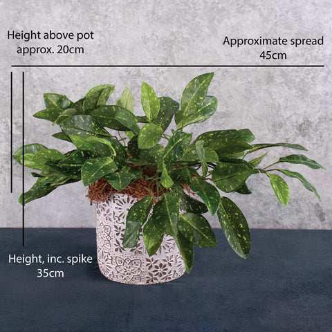 Artificial Hoya plant, (Waxflower), Green Variegated, 35cm
