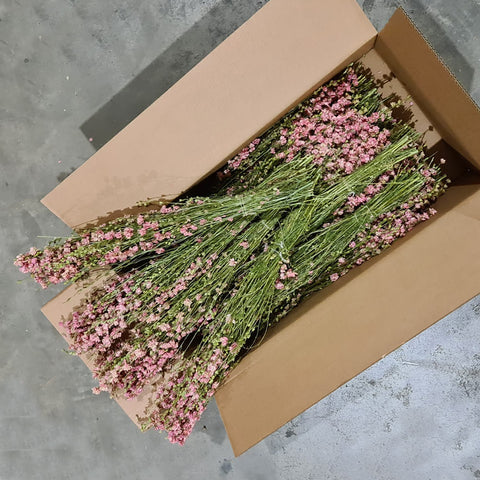 A box filled with bunches of dried, pink delphiniums.