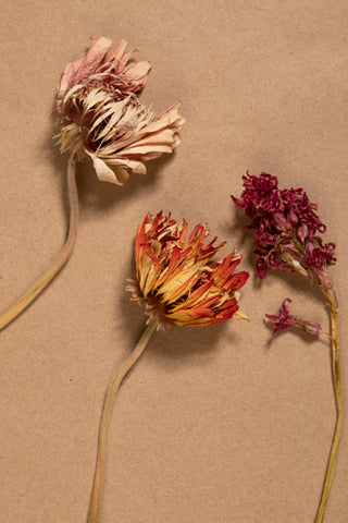 Three different kinds of crumpled, dried flowers on brown paper.