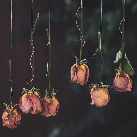 Dried rose stems hanging upside down in an uneven line.