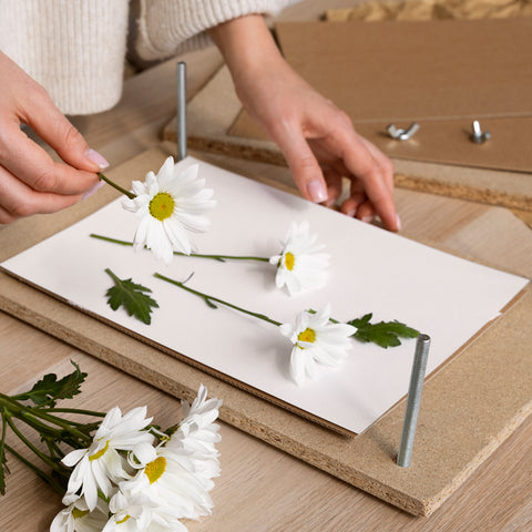 Flowers being arranged in a flower press