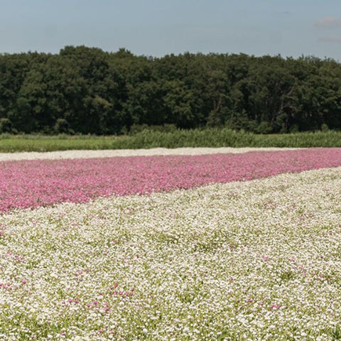 A field filled with white and pink flowers.