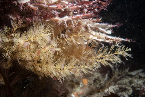 Sertularia Argentea or Neptune Plant