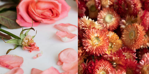 On the left, pink rose petals. On the right, dried,reddish-orange helichrysum heads.