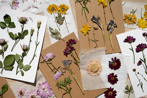 A selection of pressed flowers on different kinds of paper.