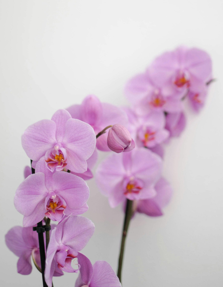 Same day flower delivery Toronto – Toronto flowers gifts - Orchid Flower Gifts