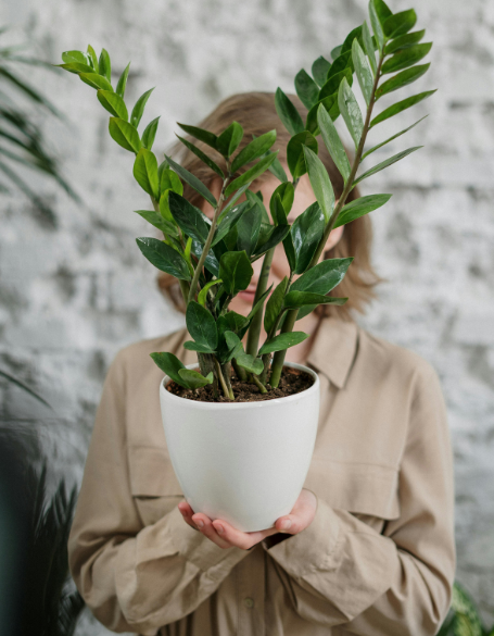 Toronto Blooms New Plants Arrival