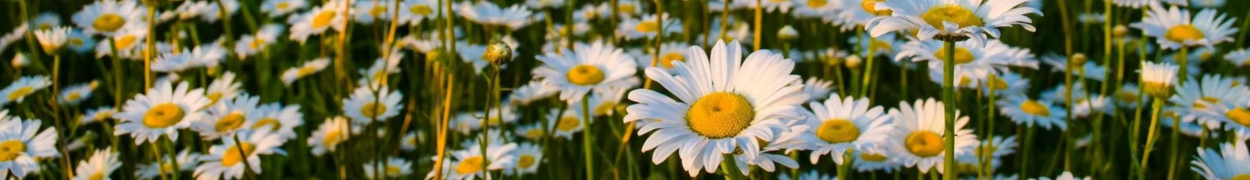 Send Daisy Gifts, Bouquets and arrangements To Vancouver.