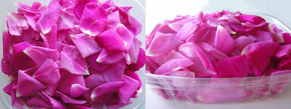 Rose Petals Ottawa Edible Flowers