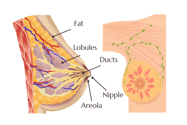 breast anatomy