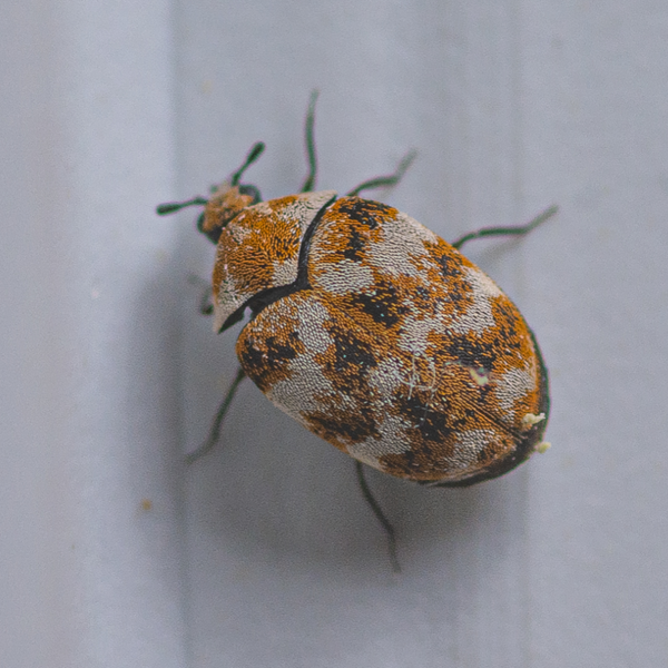 Adult carpet beetle