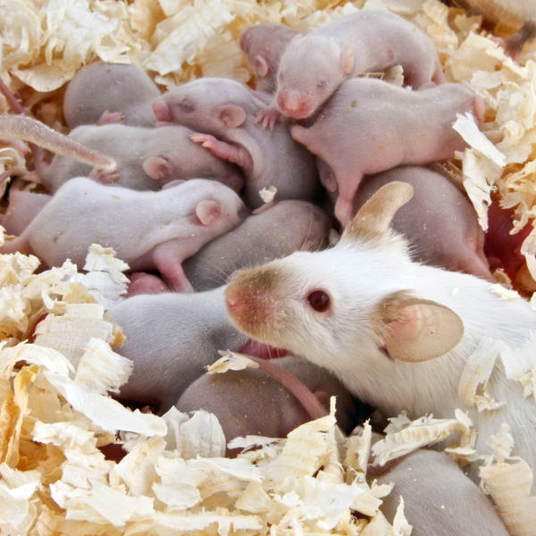 Adult mice with pups