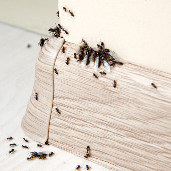 Ants invade home
