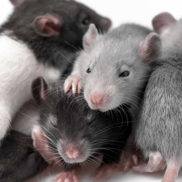 Baby rats