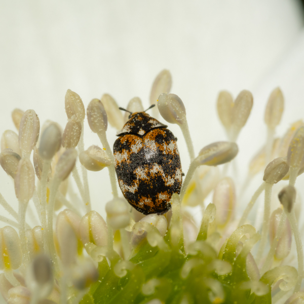 Carpet beetle eating