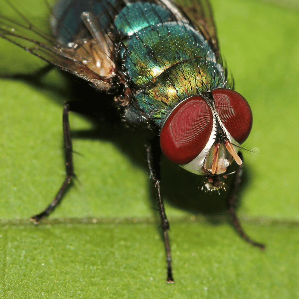 Close Up of a Blue Bottle Fly