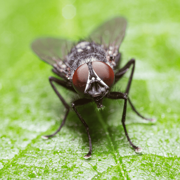 Close Up of a Cluster Fly