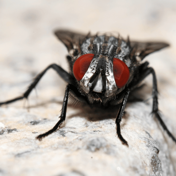 Close Up of a House Fly