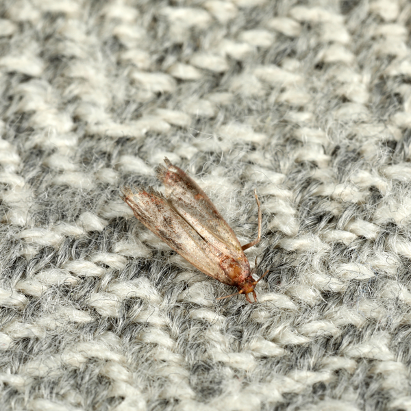 Common Clothes Moth (Tineola Bisselliella)